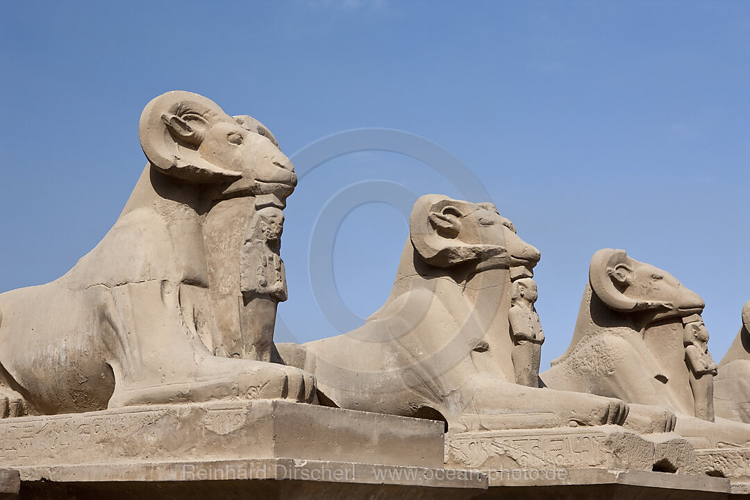 Row of Ram-headed Sphinxes at Karnak Temple