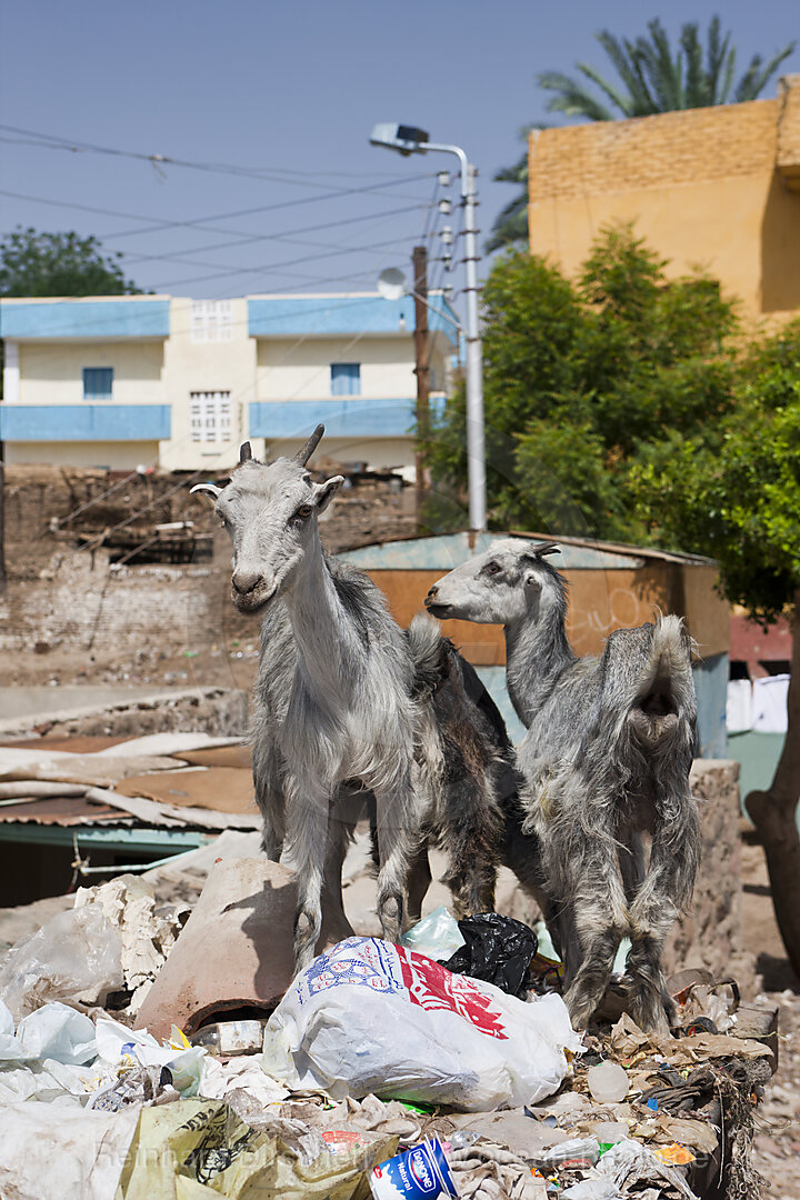 Goats at Nubian Village on Elephantine Island