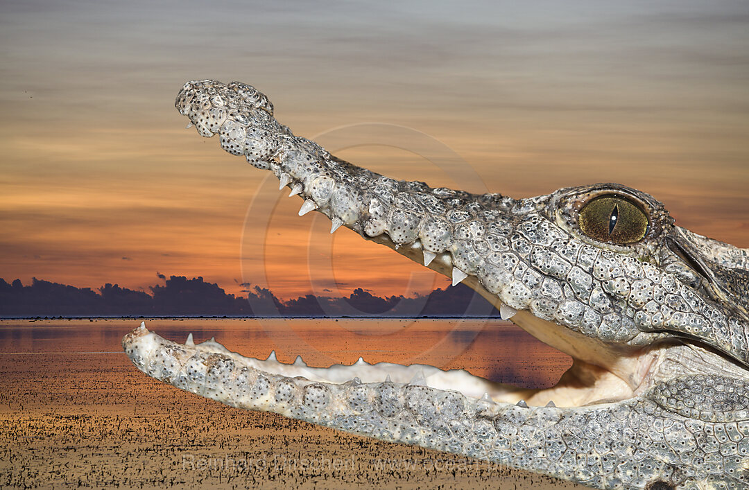 Nile Crocodile, Crocodylus niloticus, Aswan, Egypt