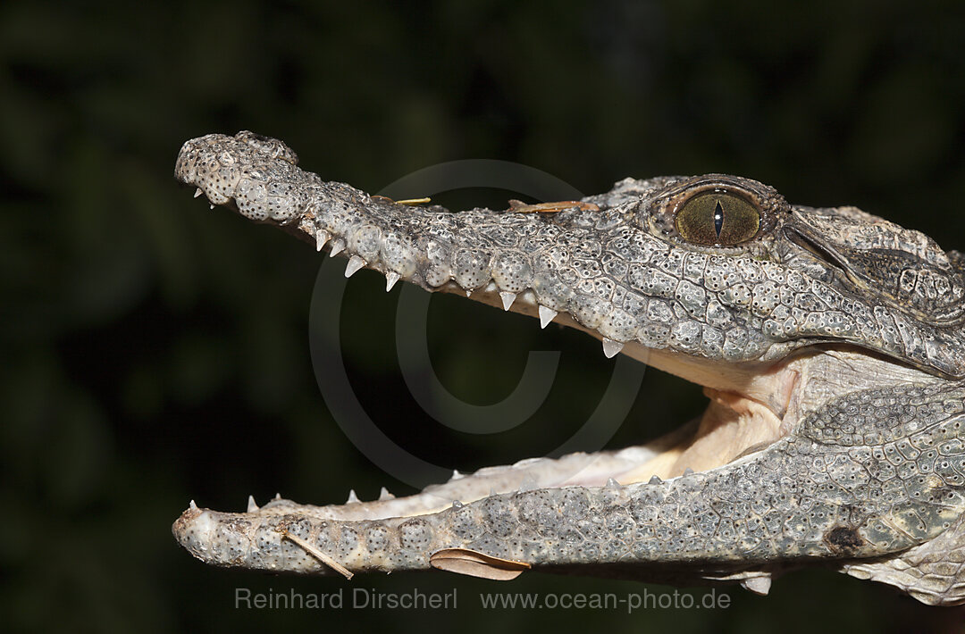 Nilkrokodil, Crocodylus niloticus, Abu Simbel, Aegypten