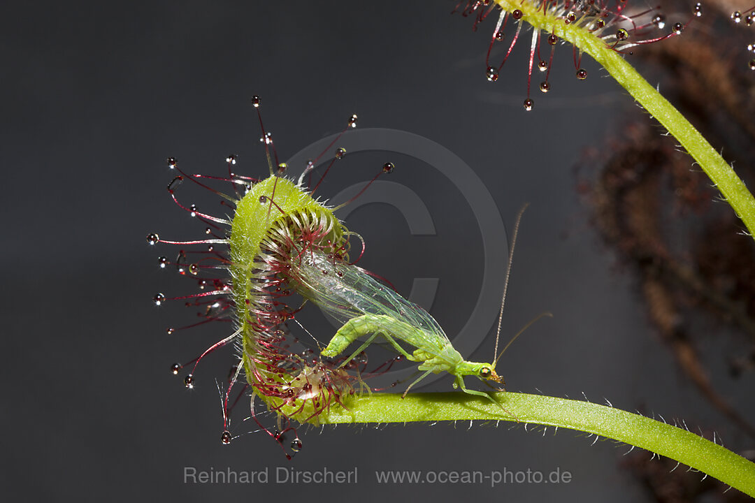 Zwergsonnentau, Fleischfressende Pflanze frisst Gemeine Florfliege, Drosera scorpioides, Chrysoperla carnea, Muenchen, Bayern, Deutschland