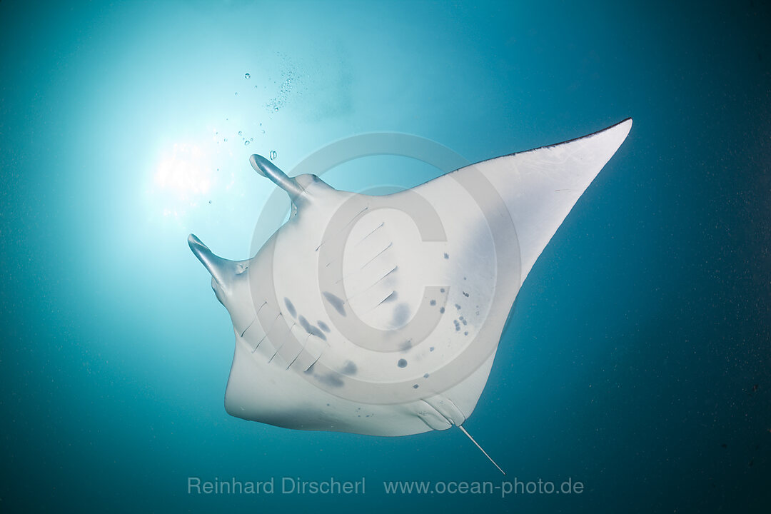 Manta, Manta birostris, Micronesia, Yap