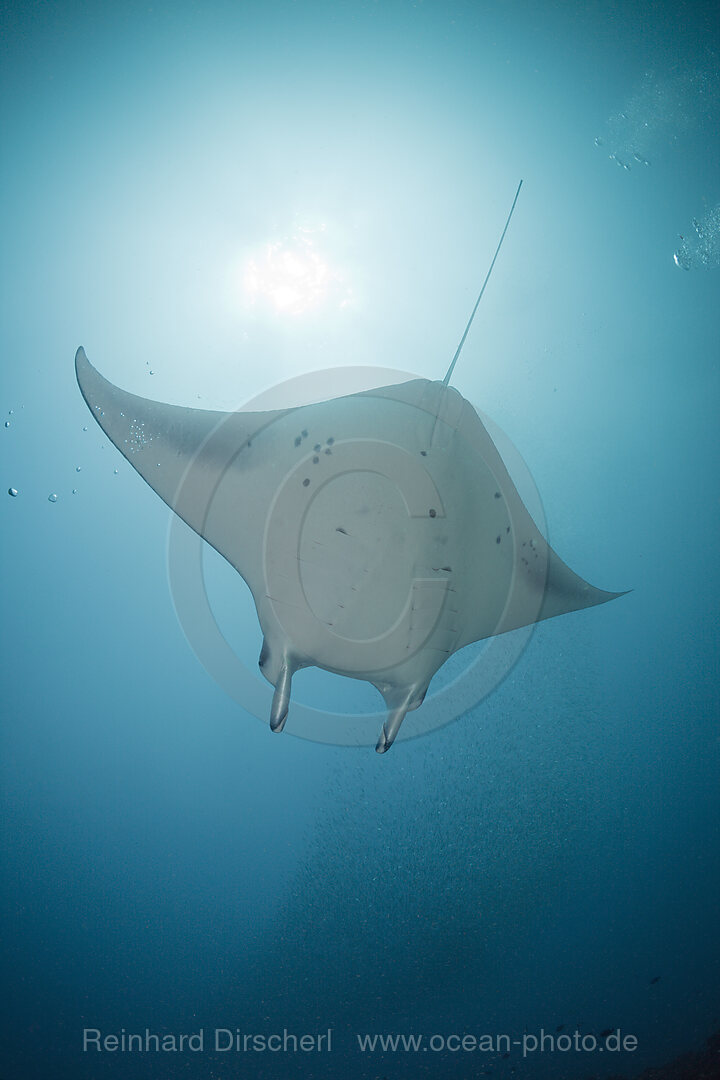 Manta