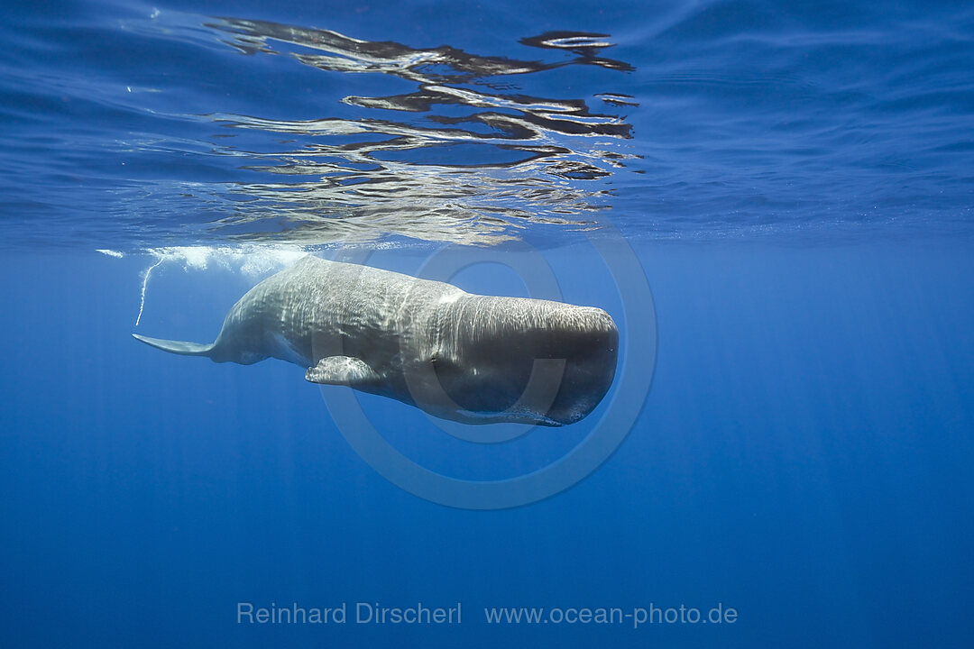 Pottwal, Physeter macrocephalus, Port Elizabeth, Indischer Ozean, Sdafrika, Suedafrika