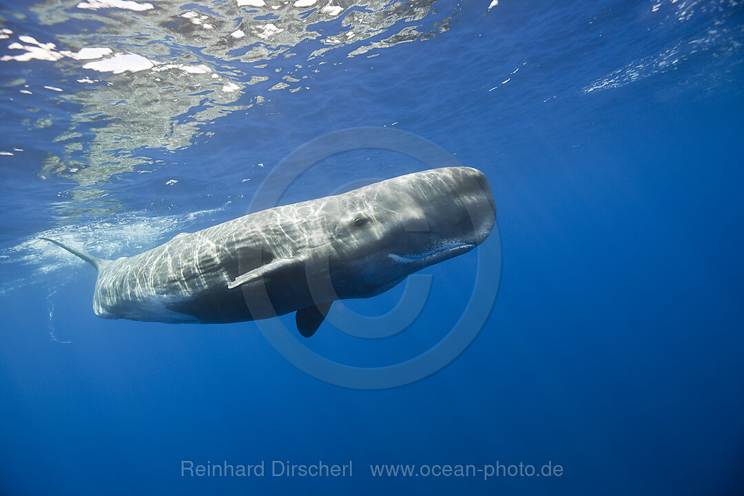 Pottwal, Physeter macrocephalus, Port Elizabeth, Indischer Ozean, Sdafrika, Suedafrika