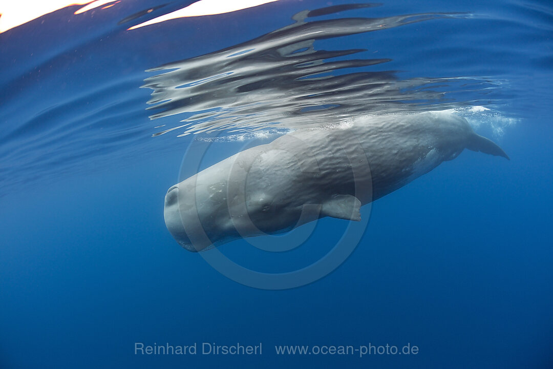 Pottwal, Physeter macrocephalus, Port Elizabeth, Indischer Ozean, Sdafrika, Suedafrika