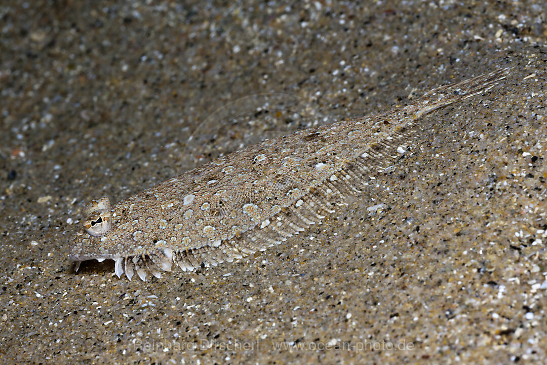 Mittelmeer Seezunge, Monchirus hispidus, Tamariu, Costa Brava, Mittelmeer, Spanien