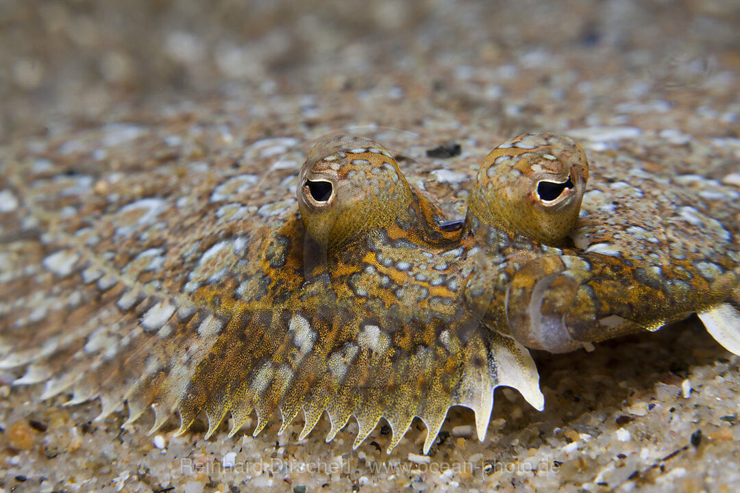 Mediterranean Sole