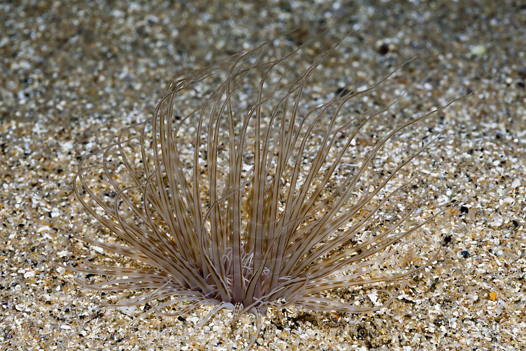 Zylinderrose, Cerianthus membranaceus, Tamariu, Costa Brava, Mittelmeer, Spanien