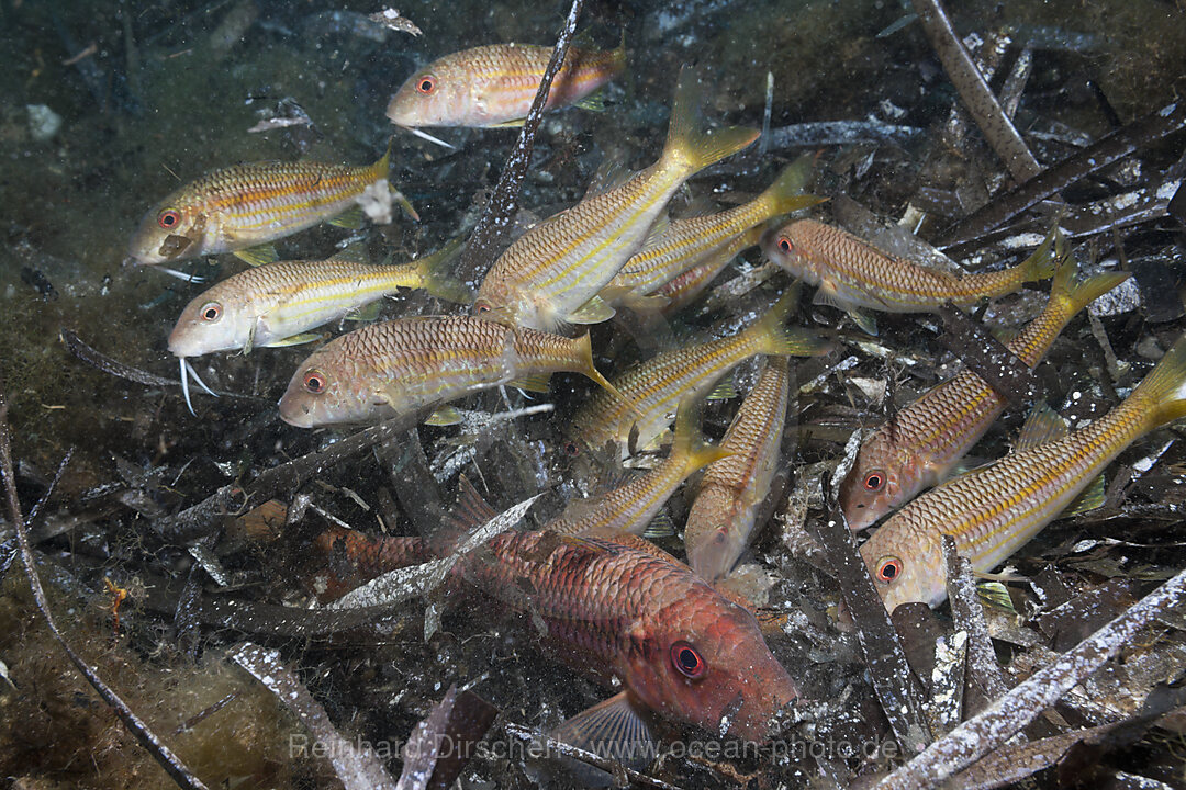 Gestreifte Meerbarben suchen in Seegras nach Nahrung, Mullus surmuletus, Tamariu, Costa Brava, Mittelmeer, Spanien