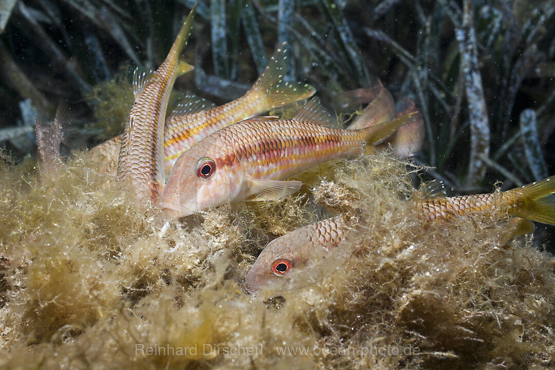 Red Mullets searching for Prey