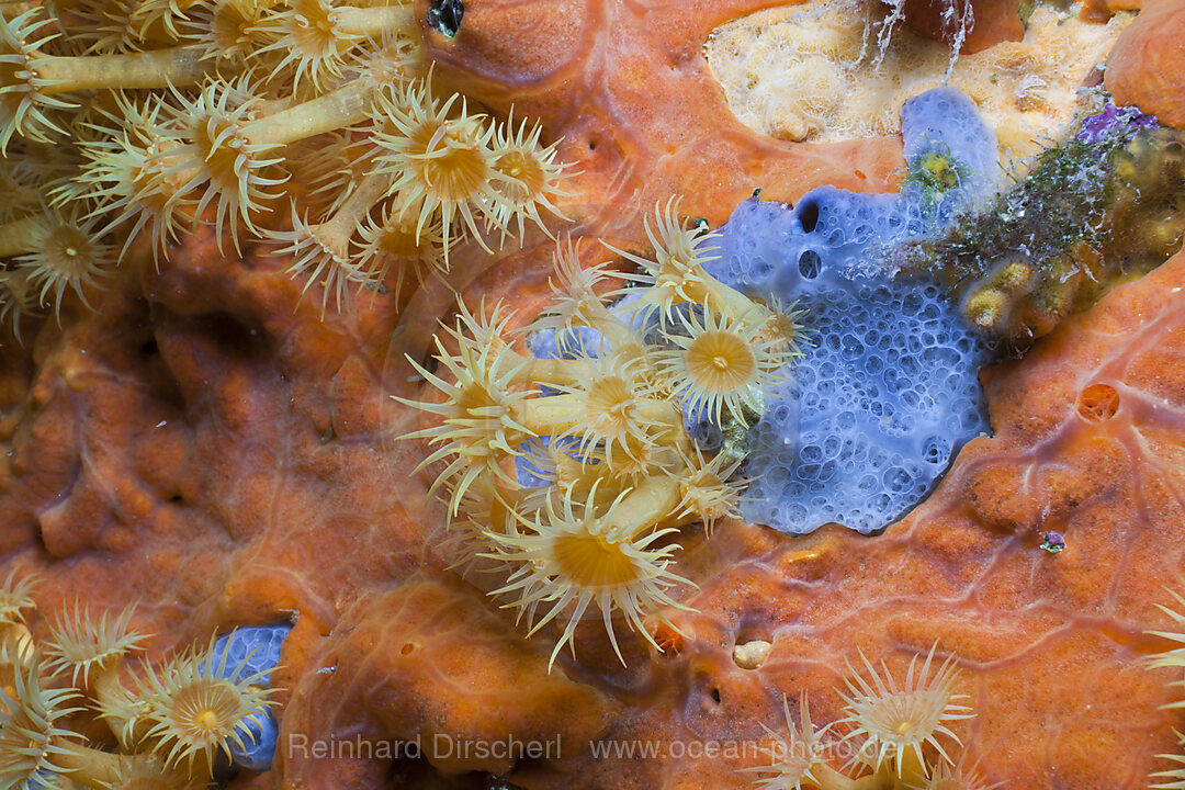 Gelbe Krustenanemonen auf rotem Schwamm, Parazoanthus axinellae, Tamariu, Costa Brava, Mittelmeer, Spanien