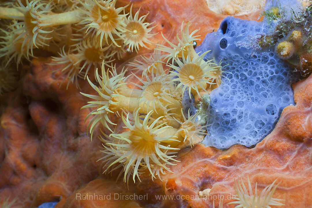 Yellow Cluster Anemone on red Sponge