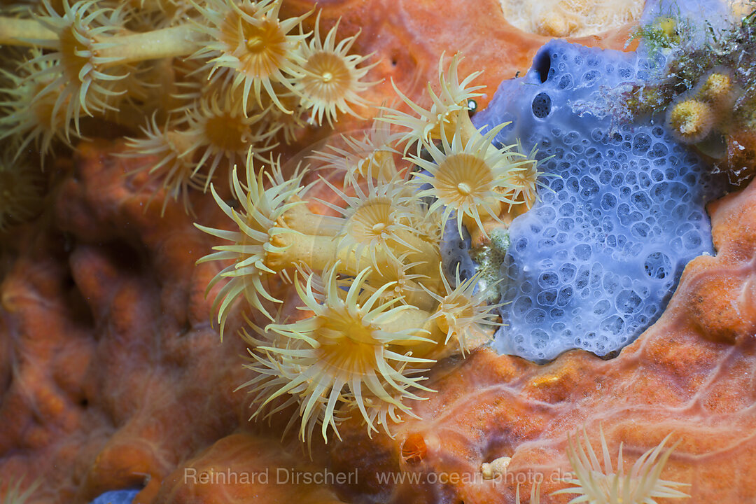 Gelbe Krustenanemonen auf rotem Schwamm, Parazoanthus axinellae, Tamariu, Costa Brava, Mittelmeer, Spanien