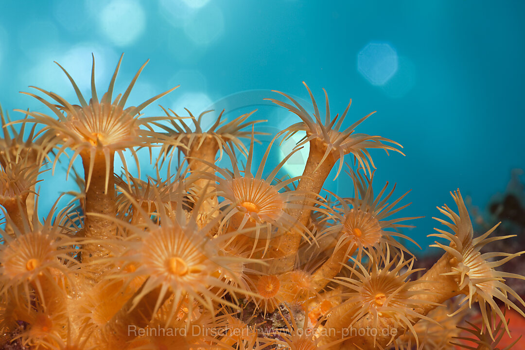 Gelbe Krustenanemonen, Parazoanthus axinellae, Tamariu, Costa Brava, Mittelmeer, Spanien