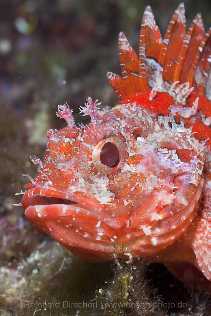 Kleiner Roter Drachenkopf, Scorpaena notata, Tamariu, Costa Brava, Mittelmeer, Spanien