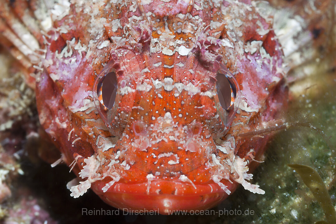 Kleiner Roter Drachenkopf, Scorpaena notata, Tamariu, Costa Brava, Mittelmeer, Spanien