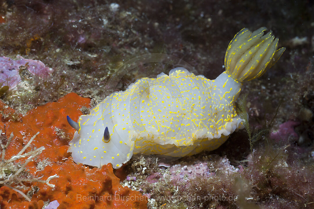 Gelb-violette Sternschnecke, Hypselodoris elegans, Tamariu, Costa Brava, Mittelmeer, Spanien