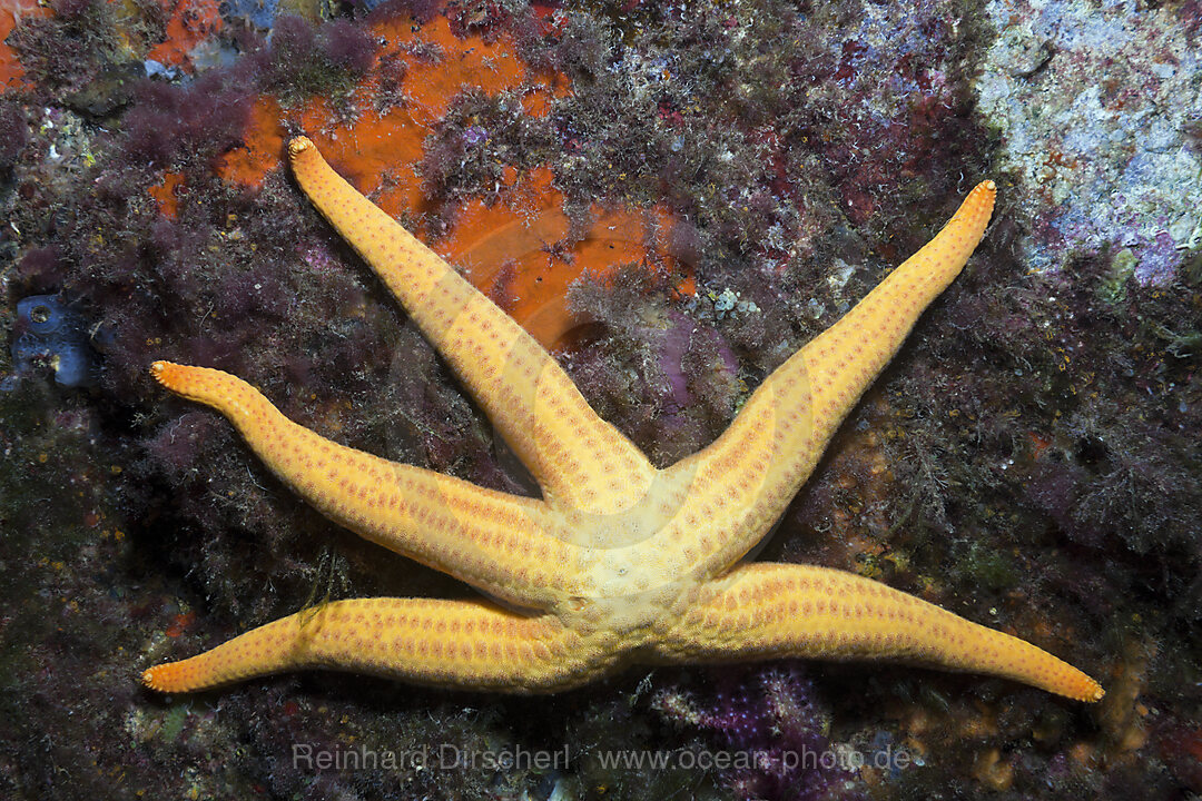 Mittelmeer Seestern, Hacelia attenuata, Tamariu, Costa Brava, Mittelmeer, Spanien