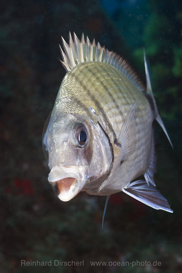 Gestreifte Geissbrasse, Diplodus sp., Tamariu, Costa Brava, Mittelmeer, Spanien