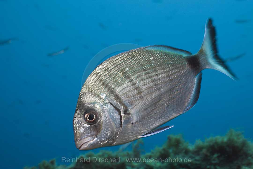 Striped White Bream