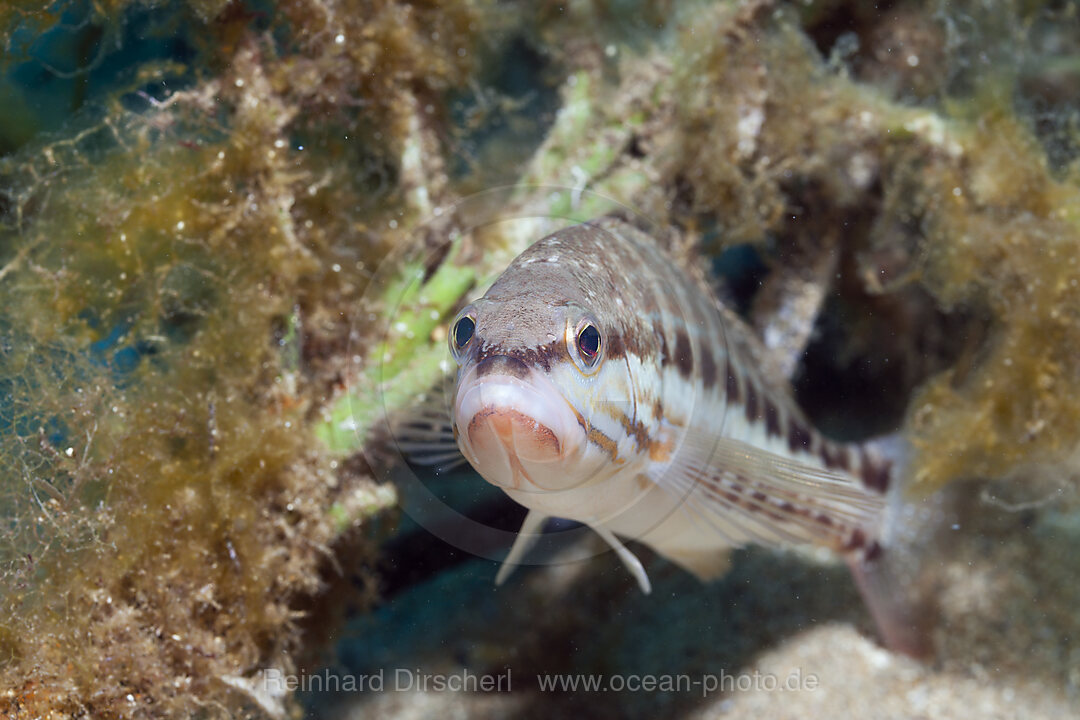 Saegebarsch, Serranus cabrilla, Tamariu, Costa Brava, Mittelmeer, Spanien