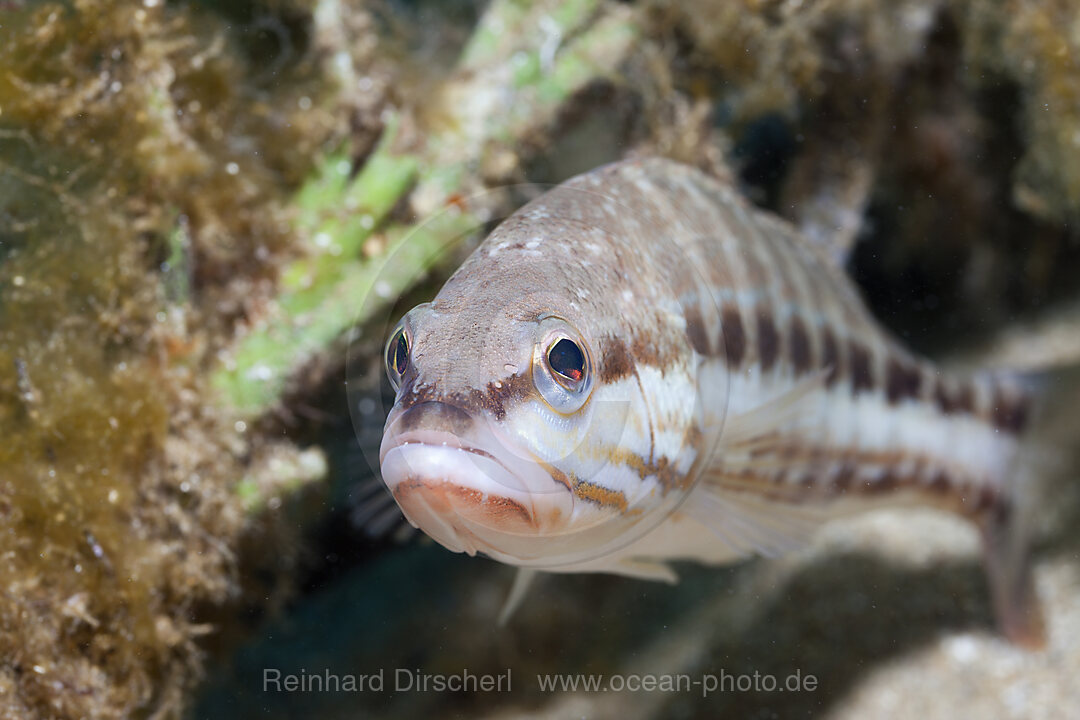 Saegebarsch, Serranus cabrilla, Tamariu, Costa Brava, Mittelmeer, Spanien