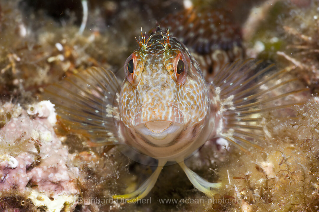 Variable Blenny