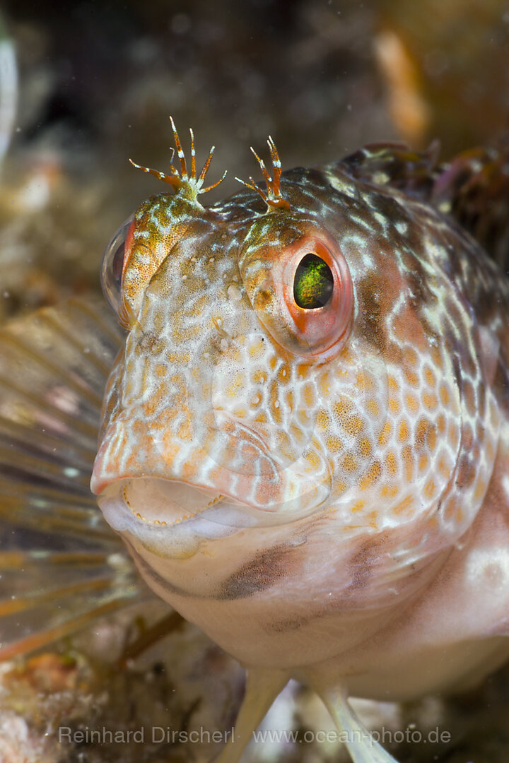 Variable Blenny
