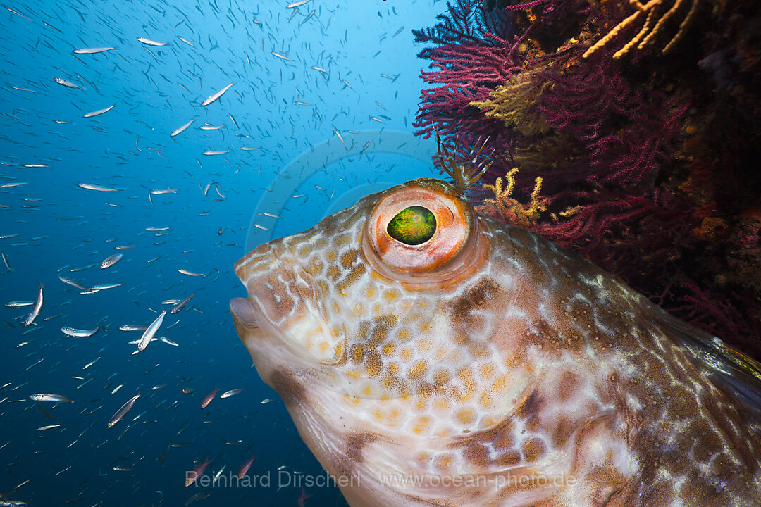 Variabler Schleimfisch, Parablennius pilicornis, Tamariu, Costa Brava, Mittelmeer, Spanien