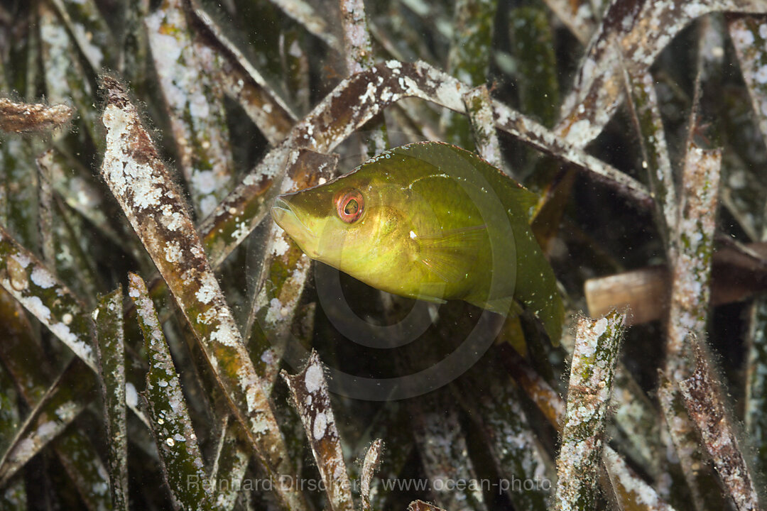 Long-snouted Wrasse in Seaweed