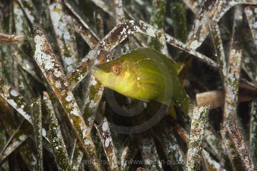 Langschnauzen-Lippfisch zwischen Seegras, Symphodus rostratus, Tamariu, Costa Brava, Mittelmeer, Spanien