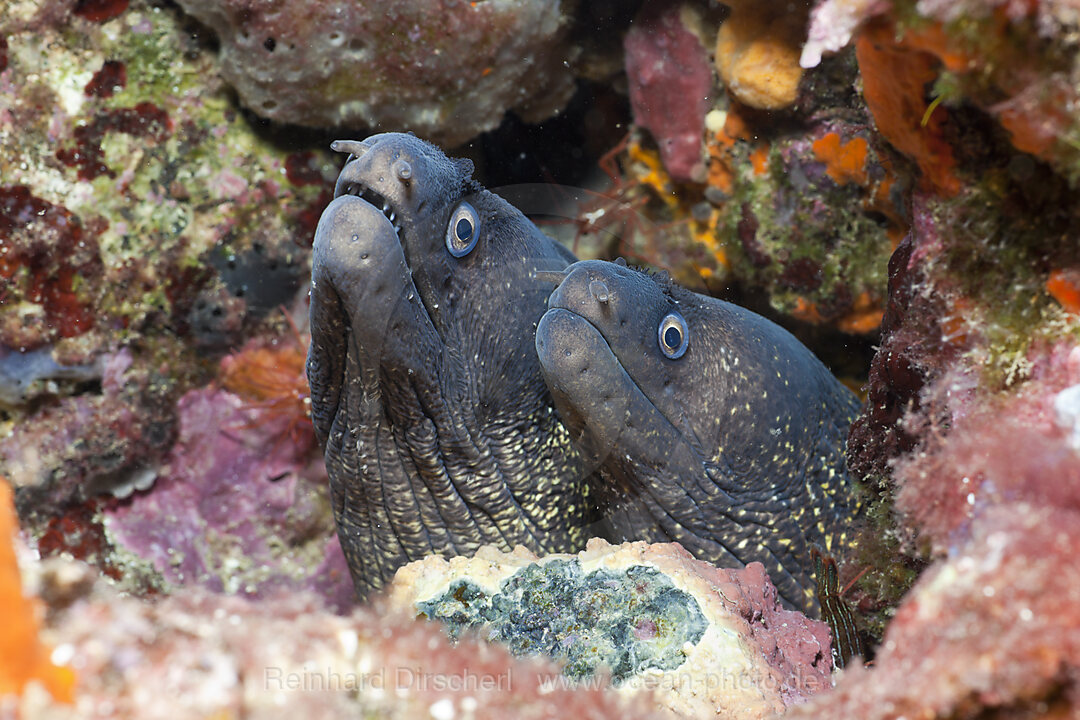 Couple of Mediterranean Moray