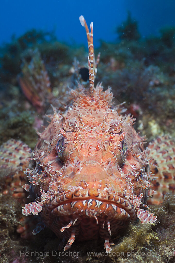 Grosser Drachenkopf, Scorpaena scrofa, Tamariu, Costa Brava, Mittelmeer, Spanien