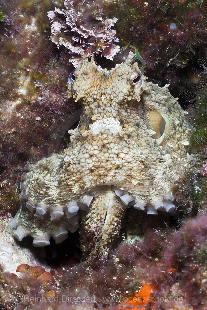 Gemeiner Krake, Octopus vulgaris, Tamariu, Costa Brava, Mittelmeer, Spanien