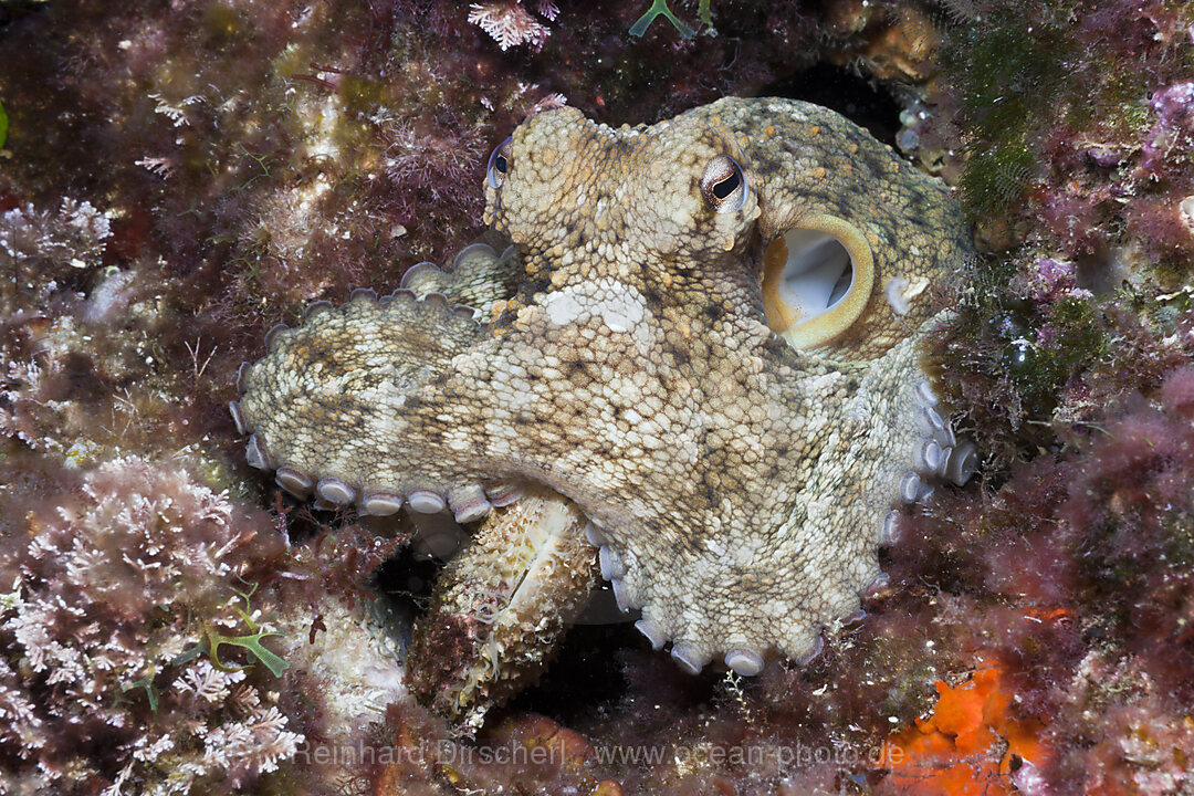 Gemeiner Oktopus, Octopus vulgaris, Tamariu, Costa Brava, Mittelmeer, Spanien