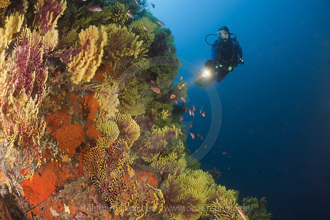Scuba Diver and Variable Gorgonians