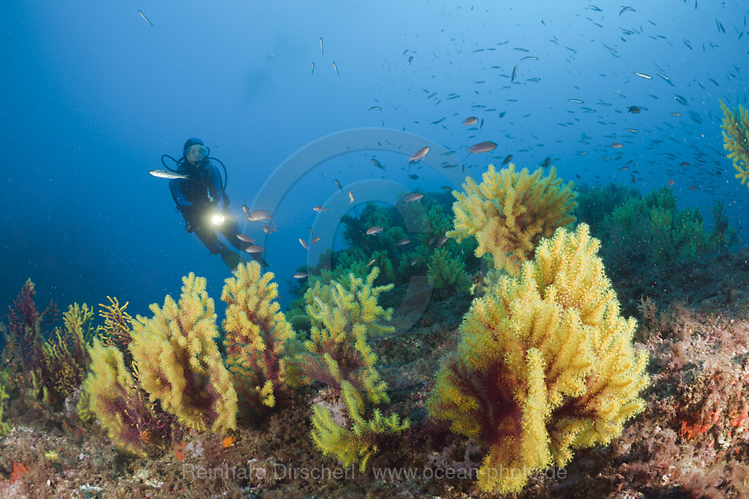 Gorgonien und Taucher, Paramuricea clavata, Tamariu, Costa Brava, Mittelmeer, Spanien