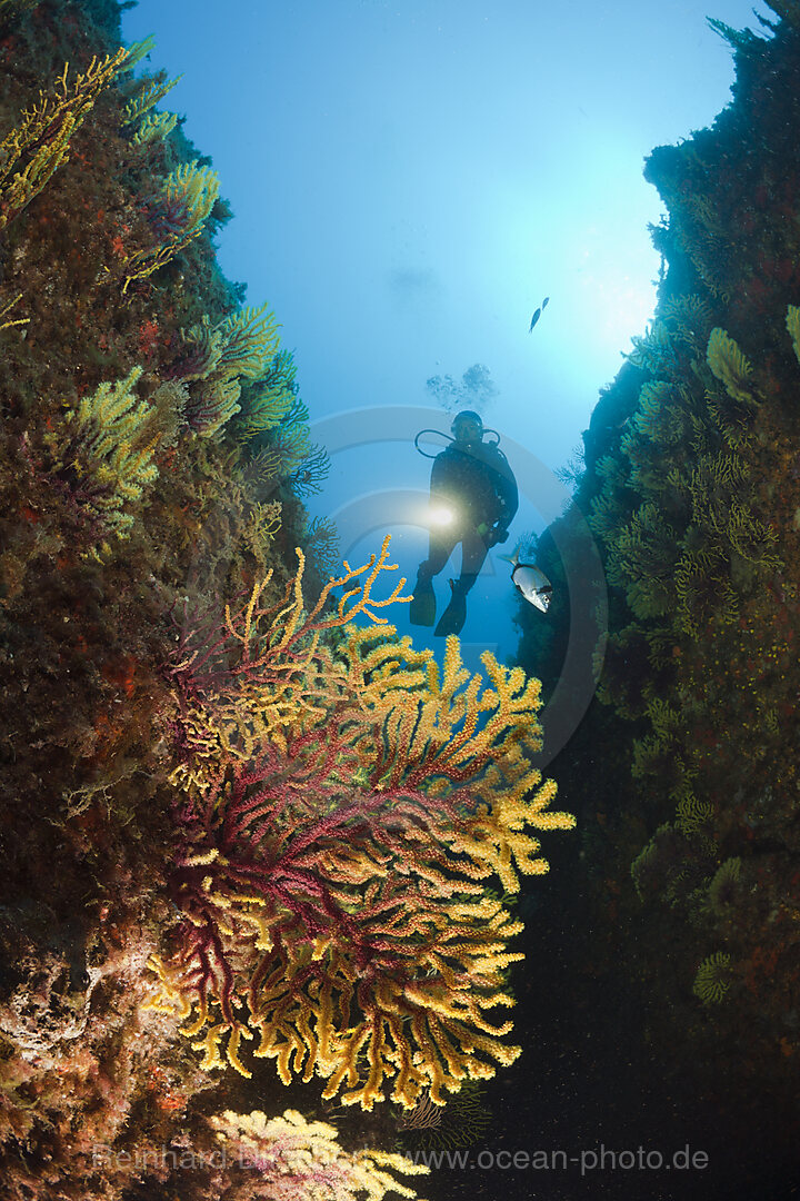 Scuba Diver and Variable Gorgonians