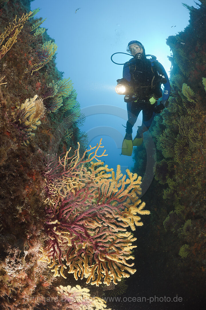 Scuba Diver and Variable Gorgonians