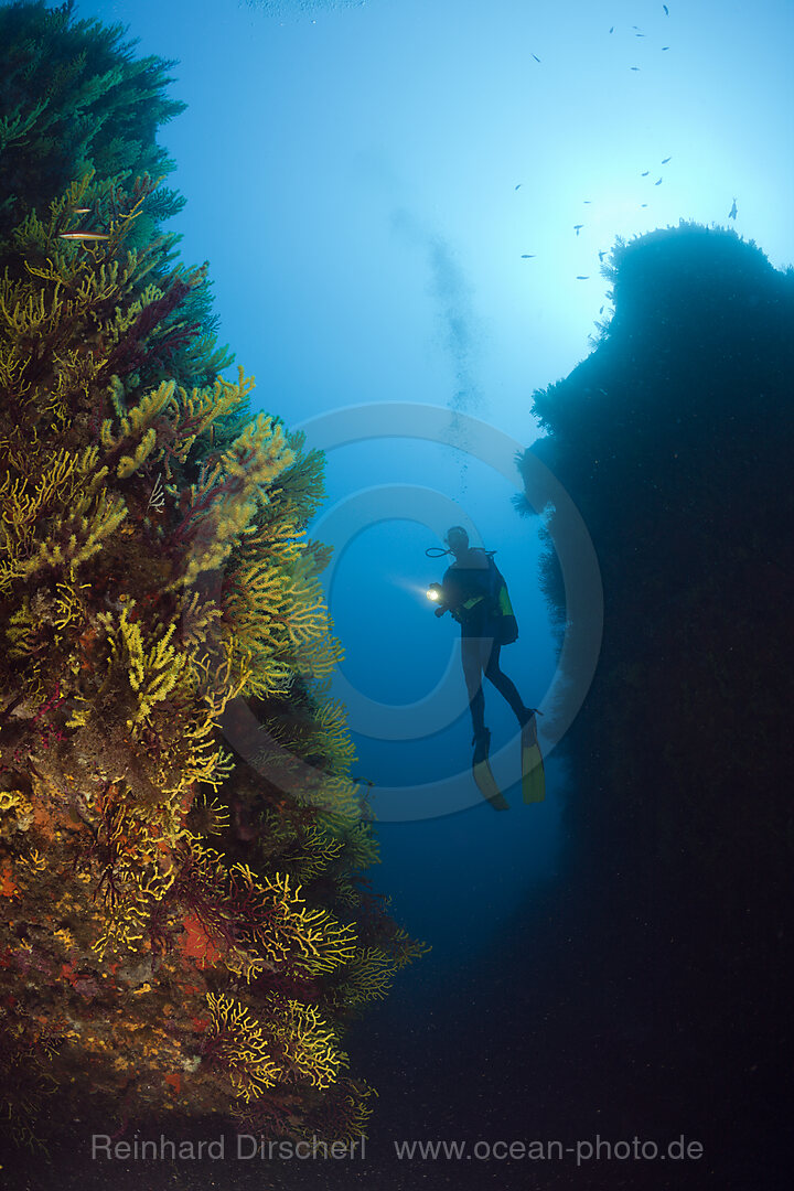 Taucher und Farbwechselnde Gorgonien, Paramuricea clavata, Tamariu, Costa Brava, Mittelmeer, Spanien