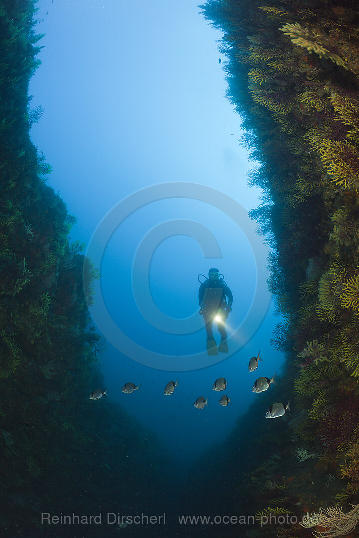 Taucher am Riff, Tamariu, Costa Brava, Mittelmeer, Spanien