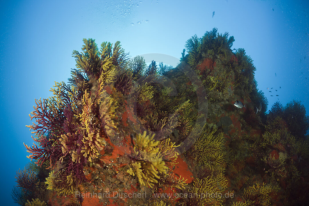 Farbwechselnde Gorgonien, Paramuricea clavata, Tamariu, Costa Brava, Mittelmeer, Spanien