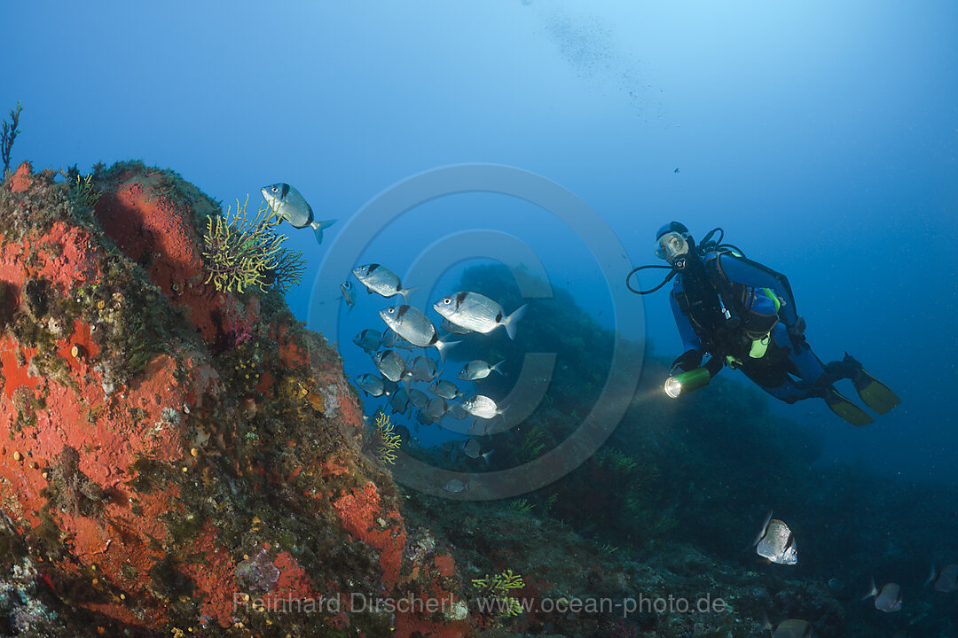 Taucher und Schwarm von Zweibinden-Brassen, Diplodus vulgaris, Tamariu, Costa Brava, Mittelmeer, Spanien