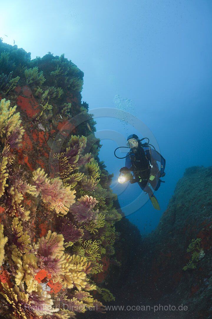 Scuba Diver and Variable Gorgonians