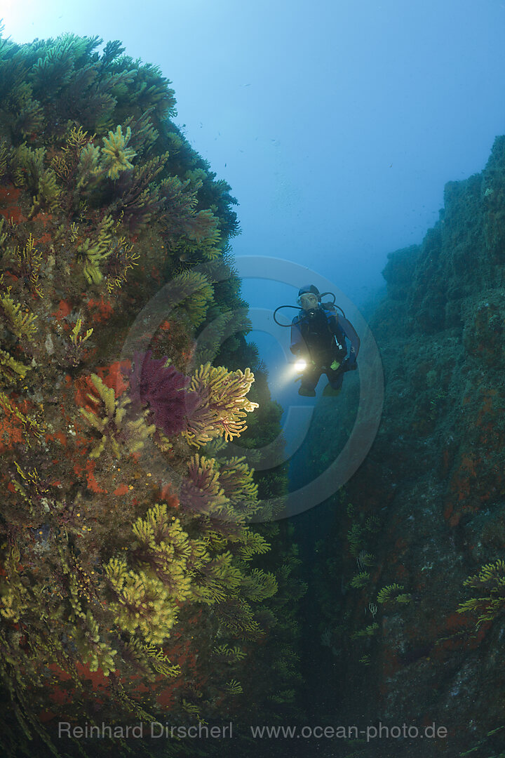 Taucher und Farbwechselnde Gorgonien, Paramuricea clavata, Tamariu, Costa Brava, Mittelmeer, Spanien