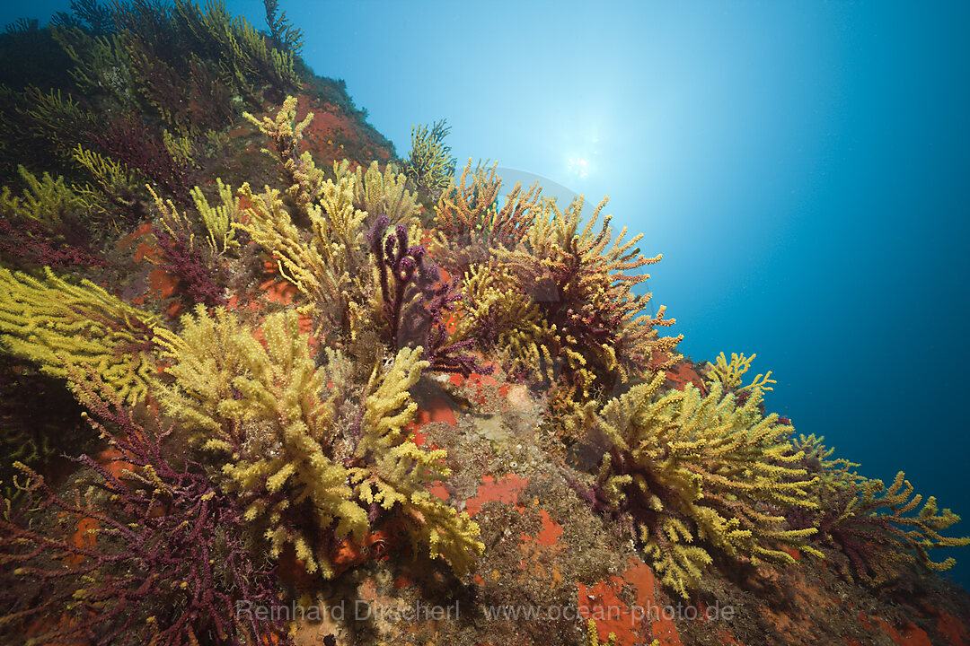 Taucher und Farbwechselnde Gorgonien, Paramuricea clavata, Tamariu, Costa Brava, Mittelmeer, Spanien