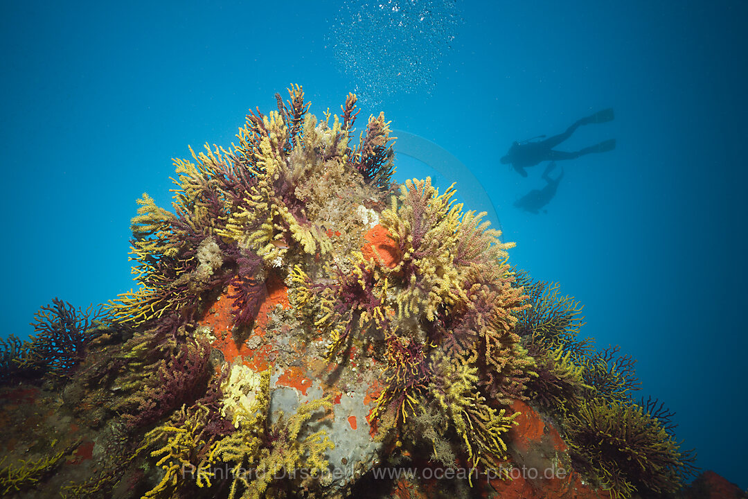 Scuba Diver and Variable Gorgonians