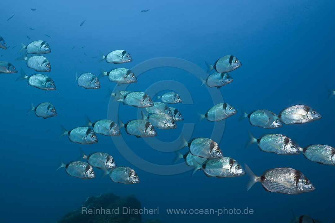 Schwarm von Zweibinden-Brassen, Diplodus vulgaris, Tamariu, Costa Brava, Mittelmeer, Spanien