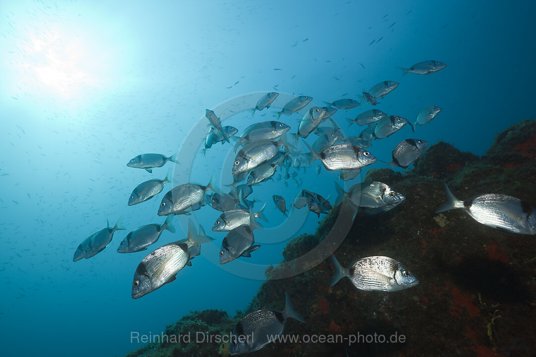 Schwarm von Zweibinden-Brassen, Diplodus vulgaris, Tamariu, Costa Brava, Mittelmeer, Spanien